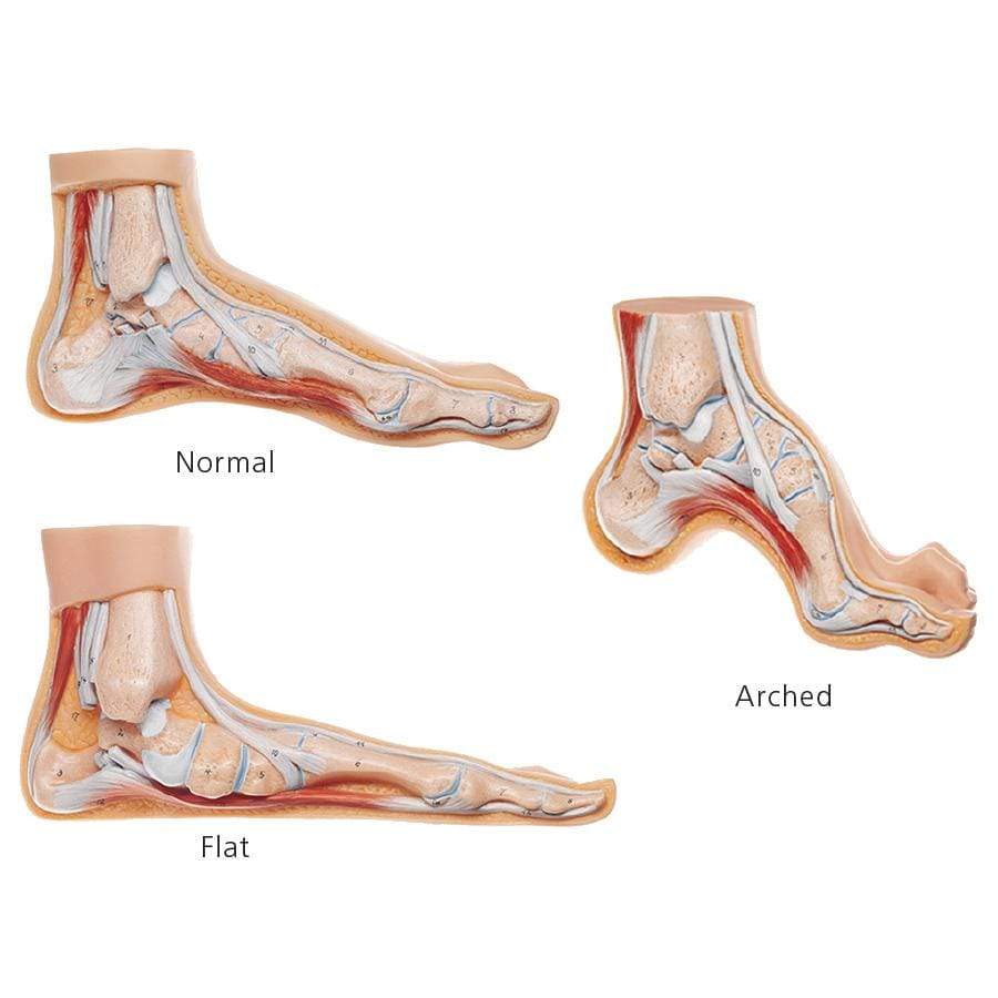 3b scientific anatomical foot models