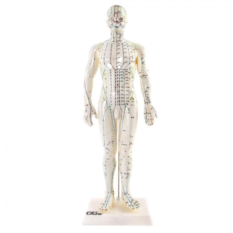 66FIT ACUPUNCTURE MALE MODEL - 50CM