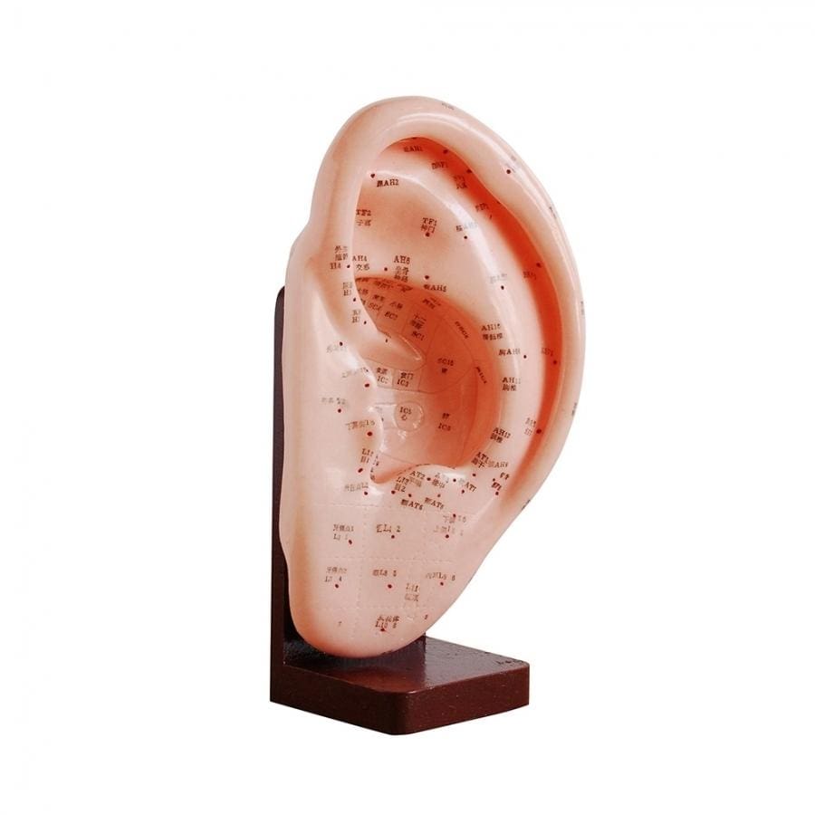 66FIT EAR ACUPUNCTURE MODEL - 22CM