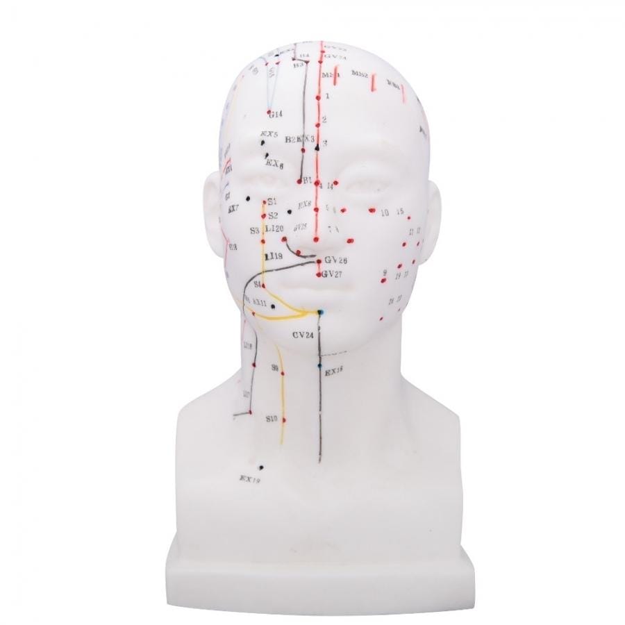 66FIT HEAD ACUPUNCTURE MODEL