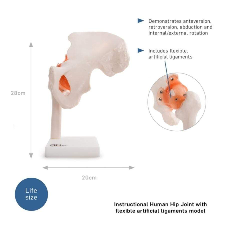 66FIT HUMAN HIP JOINT