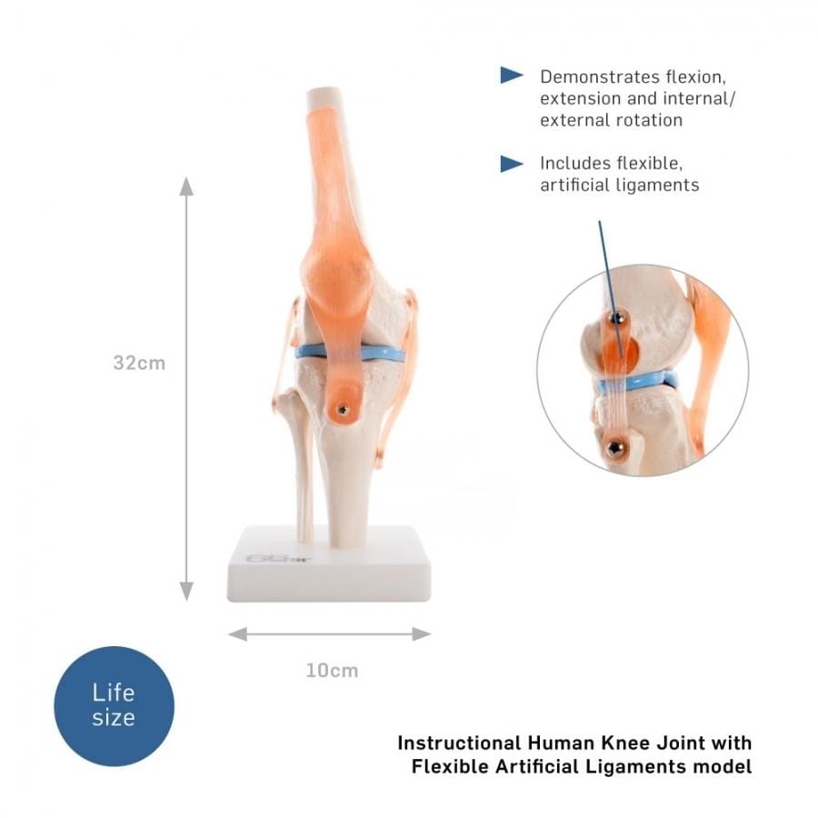 66FIT HUMAN KNEE JOINT