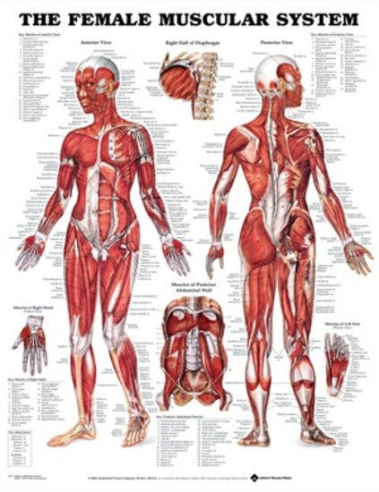 CHART FEMALE MUSCULAR SYSTEM