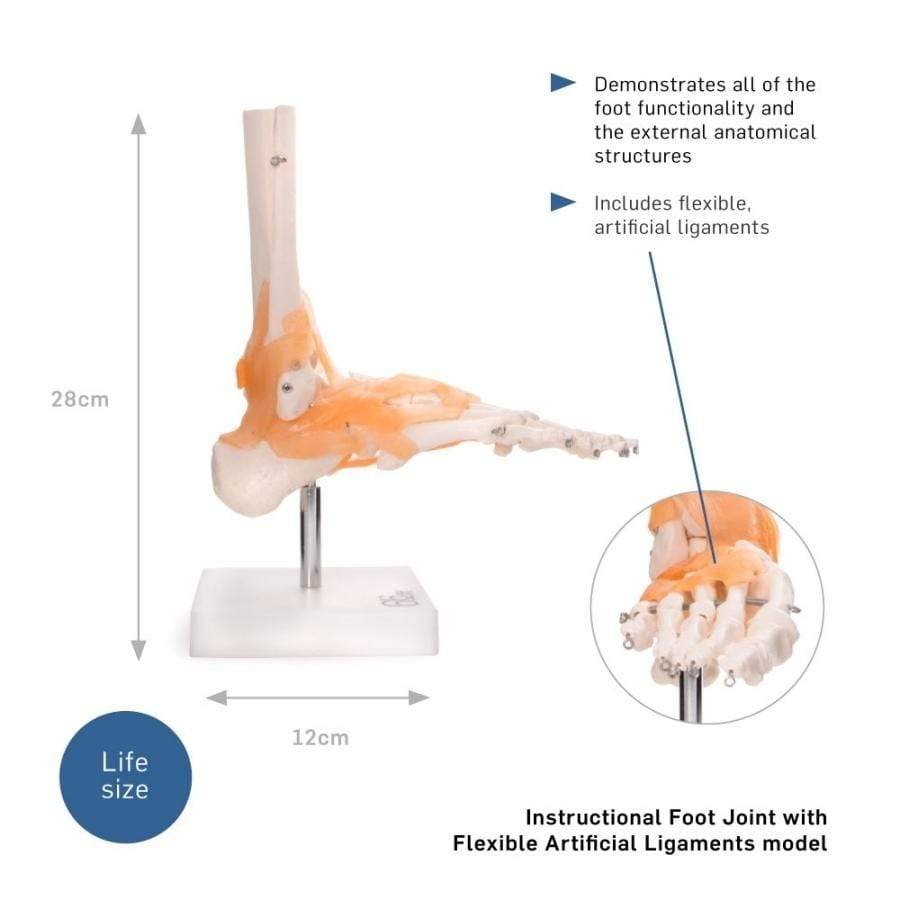 ANATOMICAL MODEL FOOT JOINT WITH LIGAMENTS