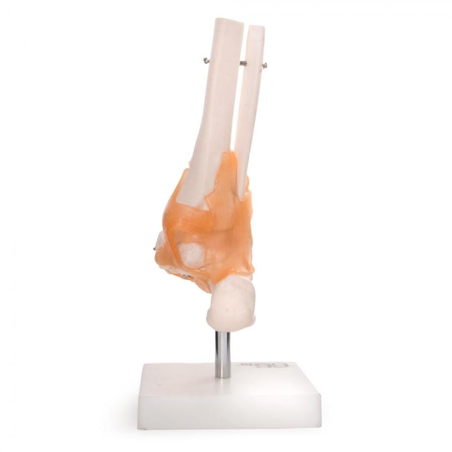 ANATOMICAL MODEL FOOT JOINT WITH LIGAMENTS