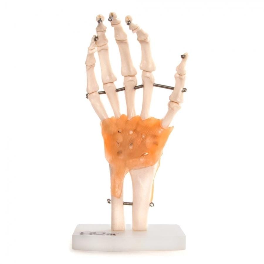 ANATOMICAL MODEL HUMAN HAND JOINT WITH LIGAMENTS