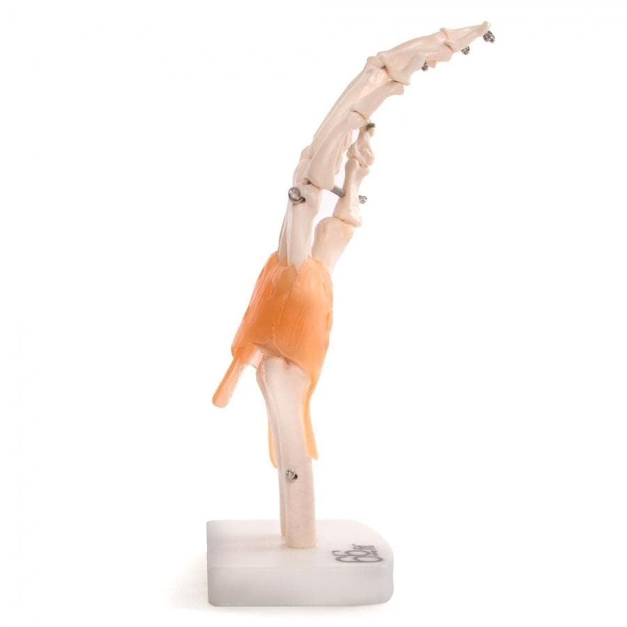 ANATOMICAL MODEL HUMAN HAND JOINT WITH LIGAMENTS