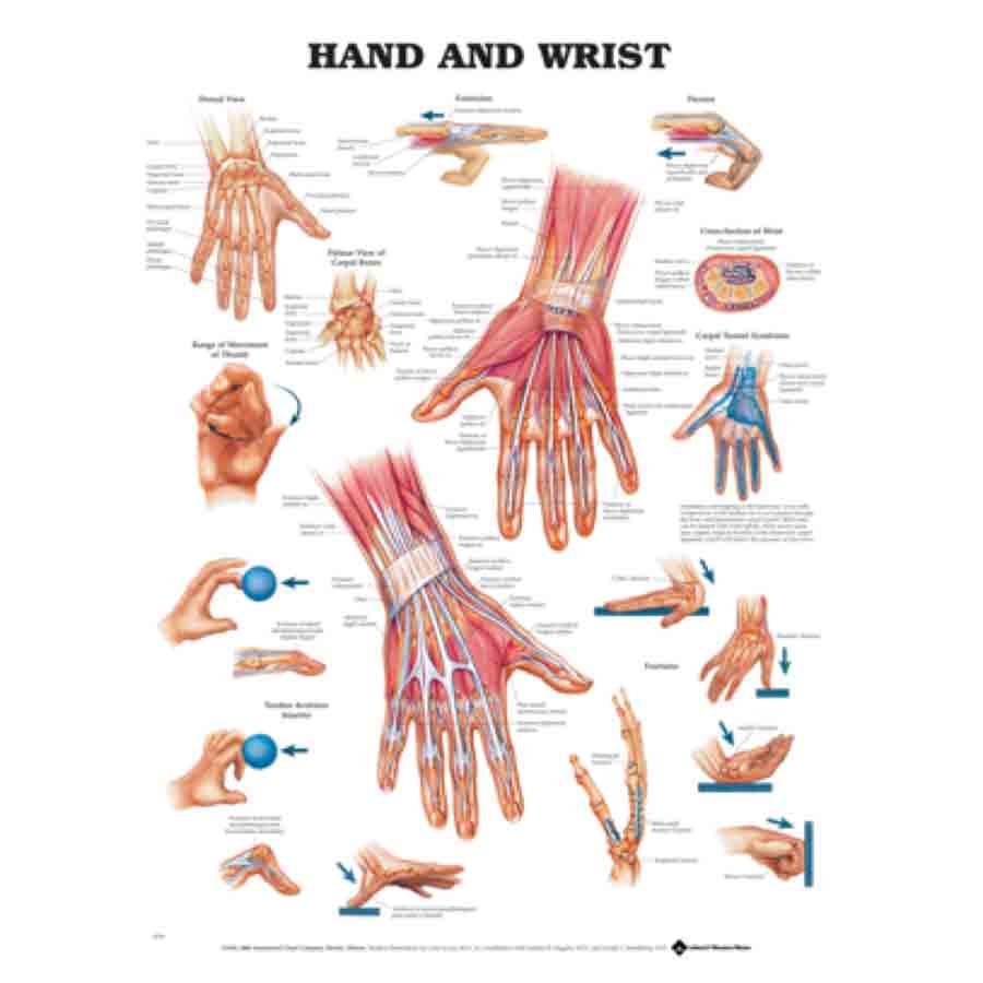 chart hand and wrist