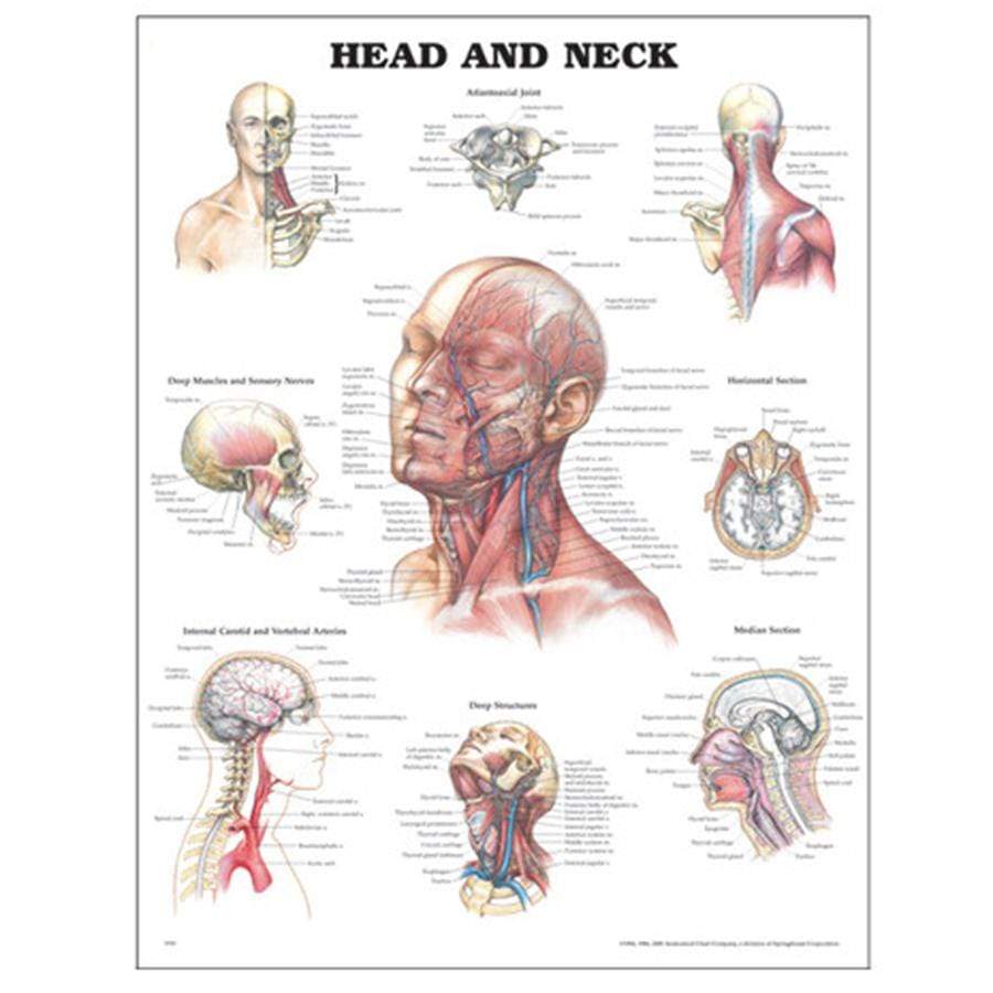 CHART HEAD AND NECK