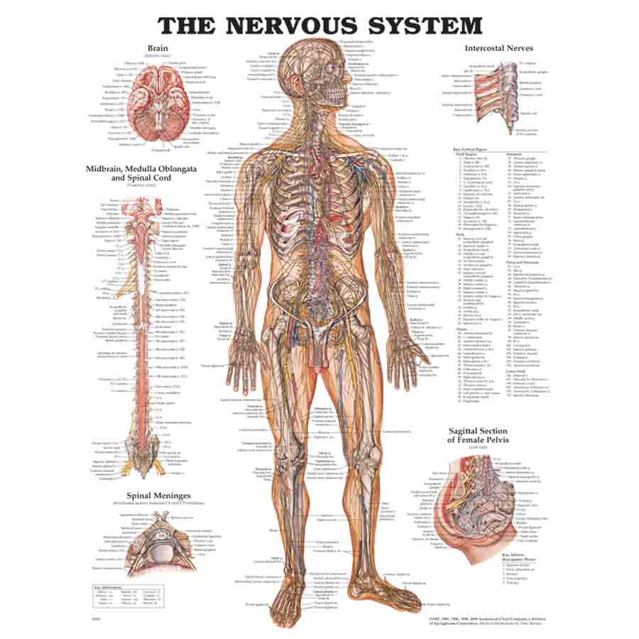CHART THE NERVOUS SYSTEM