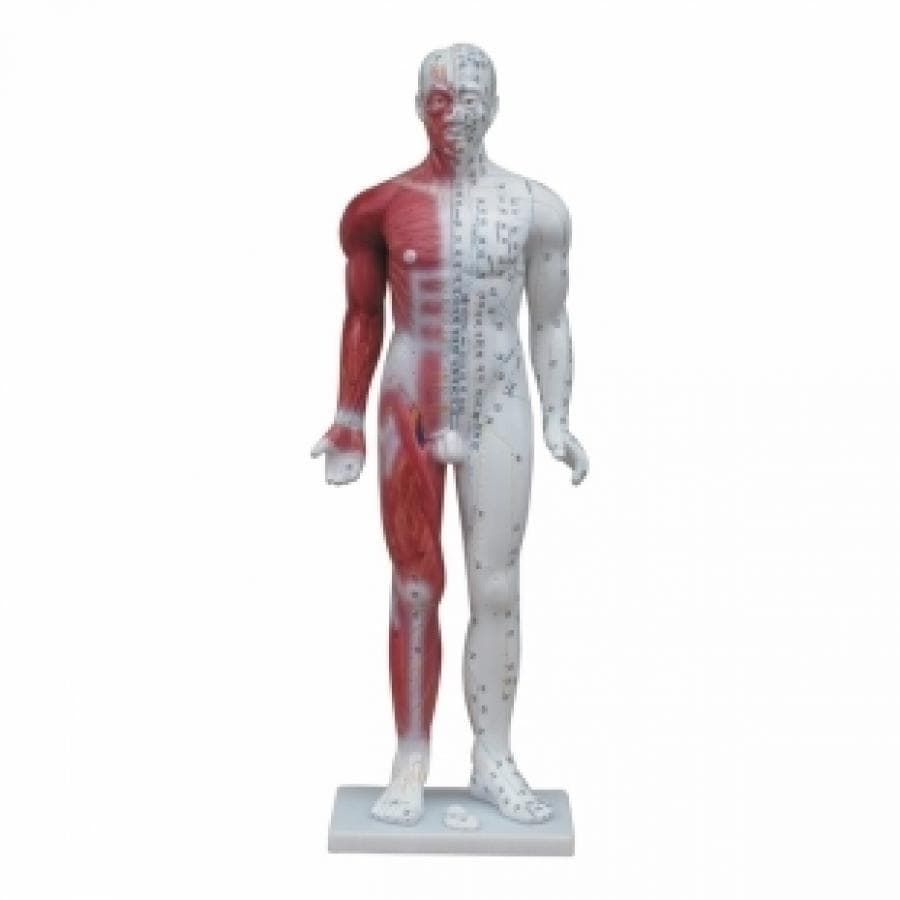 DELUXE ACUPUNCTURE MALE MODEL - 84CM