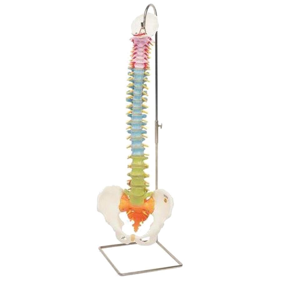 MODEL DIDACTIC FLEXIBLE SPINE WITH FEMUR HEADS