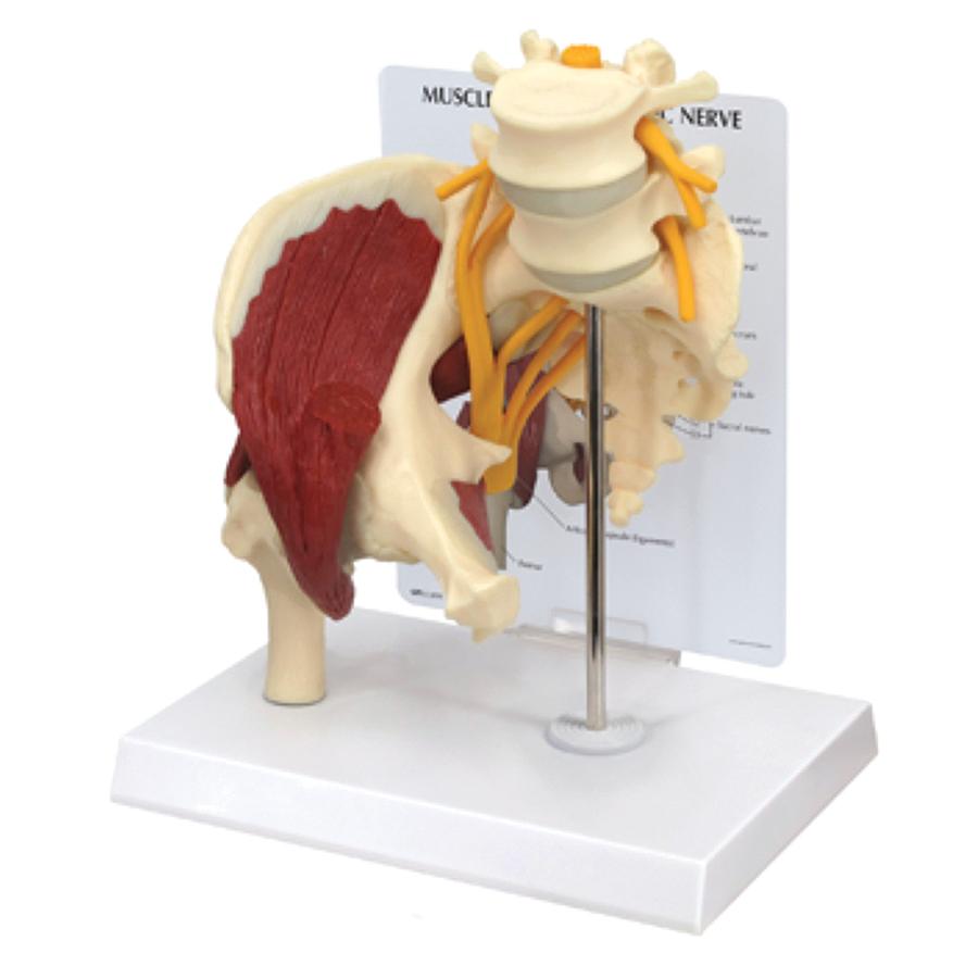MODEL MUSCLED HIP WITH SCIATIC NERVE